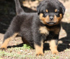 Photo №1. rottweiler - à vendre en ville de Vienna | 250€ | Annonce №117979