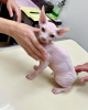 Photo №3. Jolis chatons Sphynx disponibles à la vente,. Allemagne