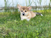 Photos supplémentaires: Chiots Welsh Corgi Pembroke