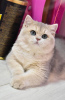 Photo №1. british shorthair - à vendre en ville de New york | 946€ | Annonce № 36929