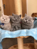 Photo №1. british shorthair - à vendre en ville de Velonades | Gratuit | Annonce № 125172