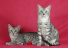 Photos supplémentaires: La chatterie propose à la vente des chatons mau égyptiens.