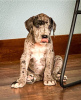 Photo №1. dogue allemand - à vendre en ville de Port Hedland | 946€ | Annonce №50388