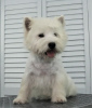 Photos supplémentaires: Chiot West Highland White Terrier du Champion International