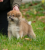 Photo №3. Chiots japonais Akita Inu. Biélorussie