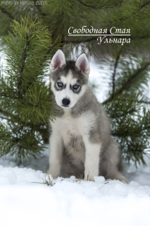 Photo №3. Merveilleux chiots Husky sibérien aux yeux bleus d'une paire de Champions du. Fédération de Russie