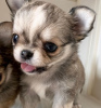 Photo №3. Adorable chiot Chihuahua à adopter. USA