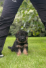 Photos supplémentaires: Beaux chiots GSD d'Europe à vendre