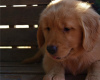 Photo №2 de l'annonce № 22346 de la vente golden retriever - acheter à USA annonce privée