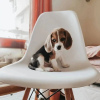 Photo №1. beagle - à vendre en ville de Berlin | Gratuit | Annonce №98692
