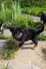 Photo №2 de l'annonce № 102260 de la vente chien bâtard - acheter à Fédération de Russie annonce privée