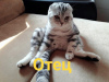 Photo №1. british shorthair - à vendre en ville de Chelyabinsk | 86€ | Annonce № 90654