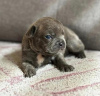 Photo №1. bouledogue - à vendre en ville de Гальштат | négocié | Annonce №121599