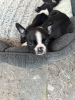 Photo №3. Boston Terrier. USA