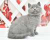 Photo №1. british shorthair - à vendre en ville de Bremen | Gratuit | Annonce № 107999