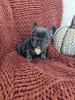 Photo №1. bouledogue - à vendre en ville de Copenhague | Gratuit | Annonce №16193