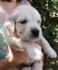 Photo №3. chiots golden retriever. Serbie