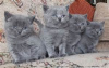 Photo №2 de l'annonce № 10546 de la vente british shorthair - acheter à La finlande annonce privée