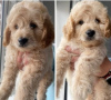 Photo №3. Deux garçons et deux filles GAUCHE HOMEBRED MINIATUREGoldendoodles F1B. USA