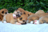 Photos supplémentaires: Chiots Akita Inu