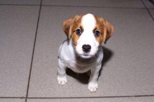 Photo №1. jack russell terrier - à vendre en ville de Ekaterinbourg | 309€ | Annonce №6303