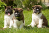 Photo №2 de l'annonce № 98526 de la vente akita (chien), akita américain - acheter à La Slovénie annonce privée, de la fourrière, de l'abri, éleveur