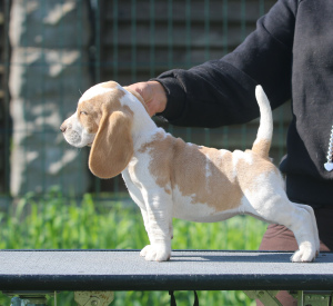 Photos supplémentaires: Une fille aristocrate à la recherche d'une taupe. Beagle