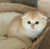 Photo №1. scottish fold - à vendre en ville de San Diego | 284€ | Annonce № 123028