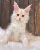 Photo №3. Chatons Maine Coon. Australie