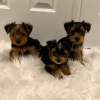 Photo №1. yorkshire terrier - à vendre en ville de Sint-Truiden | Gratuit | Annonce №118043