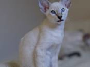 Photo №3. Le magnifique chat oriental siamois est gratuit à vendre et prêt à déménager.. Biélorussie