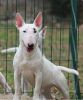 Photo №1. bull terrier - à vendre en ville de Belgrade | 300€ | Annonce №119655