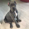 Photo №2 de l'annonce № 11097 de la vente cane corso - acheter à Biélorussie annonce privée, de la fourrière, éleveur