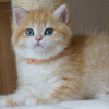 Photo №1. british shorthair - à vendre en ville de Bamberg | Gratuit | Annonce № 116130