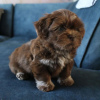 Photo №3. CHIOT MORKIE. Allemagne