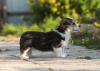 Photos supplémentaires: Chiots Welsh Corgi Pembroke