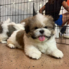 Photo №2 de l'annonce № 93495 de la vente shih tzu - acheter à USA 