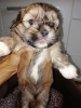 Photo №4. Je vais vendre shih tzu en ville de Vilnius. annonce privée, de la fourrière, éleveur - prix - 450€