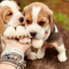 Photo №3. Deux magnifiques chiots beagle à vendre. Allemagne