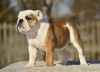 Photo №1. bulldog anglais - à vendre en ville de Tallinn | 1700€ | Annonce №40029