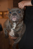 Photo №4. Je vais vendre american bully en ville de Москва.  - prix - 2000€