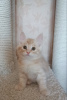 Photo №1. bobtail des kouriles - à vendre en ville de Minsk | 446€ | Annonce № 97097