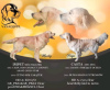 Photo №2 de l'annonce № 80200 de la vente chien bâtard - acheter à Pologne éleveur