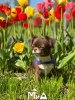 Photo №3. Chiot chihuahua. Allemagne