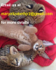 Photo №3. Top chatons caracal à vendre / Chatons serval Afrique à l'adoption. USA