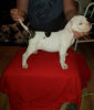 Photo №3. Chiots bouledogue américain, chiots disponibles maintenant. Allemagne