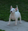 Photos supplémentaires: chiots bull terrier a vendre