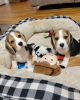 Photo №1. beagle - à vendre en ville de Bremen | 360€ | Annonce №124536