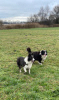 Photos supplémentaires: Chiot border collie, pur-sang