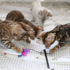 Photo №3. Chatons de race Bengal Cats disponibles maintenant pour les foyers aimants. Allemagne